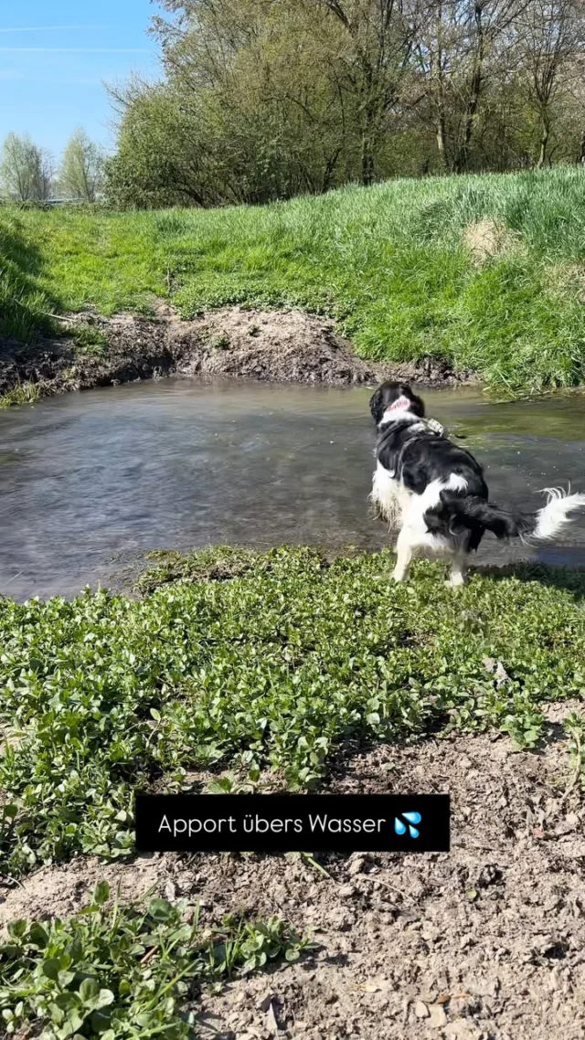 Abwechslung im Dummytraining 🥰