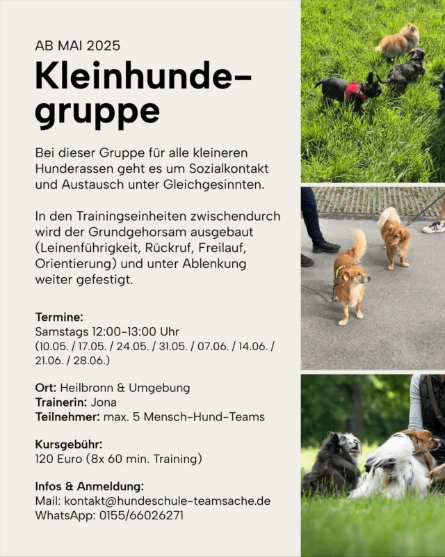 Eine Gruppe für die Kleinen ✨

Ab Mai startet bei Jona eine neue Gruppe in Heilbronn und Umgebung für alle kleineren Hunderassen. 🐶

Es geht überwiegend um wertvollen Sozialkontakt, Austausch unter Gleichgesinnten und zwischendurch wird natürlich auch trainiert und der Grundgehorsam unter Ablenkung gefestigt.

Du bist dir nicht sicher, ob du mit deinem Hund in die Gruppe passt? Melde dich einfach und wir finden es heraus 😊

Anmeldung ab sofort möglich.

__________
#hundeschule #hundetraining #kleinehunde #teamsache #grundgehorsam #sozialisierung #heilbronn