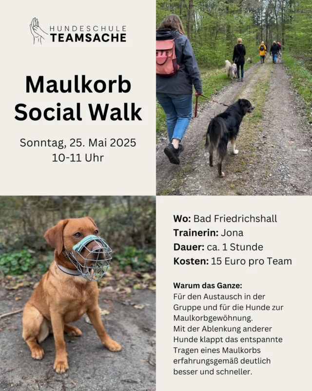 Maulkorb Social Walk am 25.05.2025 🐕

Du möchtest deinen Hund ans entspannte Maulkorb tragen gewöhnen?

Im Mai findet unser nächster Maulkorb Social Walk bei Jona statt. 😊

Beim Social Walk bleiben die Hunde die ganze Zeit an der Leine und halten den nötigen Abstand zueinander. Es sind also auch alle Hunde willkommen, die Probleme mit Artgenossen haben. Der Maulkorb kann die ganze Zeit oder auch nur immer mal wieder aufgesetzt werden. Zwischendurch bauen wir kleinere Übungen und Ruhepausen ein.

Anmeldung über die Website, per Mail oder WhatsApp möglich. ✨

__________
#maulkorb #socialwalk #maulkorbgewöhnung #hundetraining #hundeschule #sozialisierung #maulkorbtraining #heilbronn #badfriedrichshall @jonalilia_