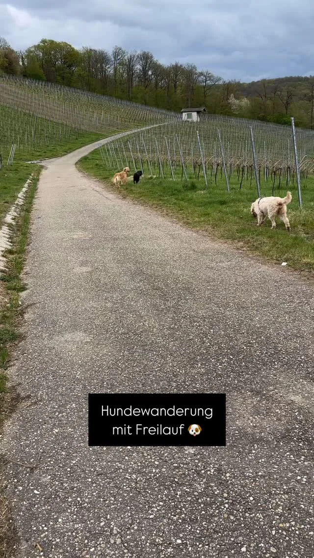 Ein kleiner Rückblick auf unsere Hundewanderung mit Freilauf im April 🐕🌿

Hättest du Lust auf eine Wiederholung?