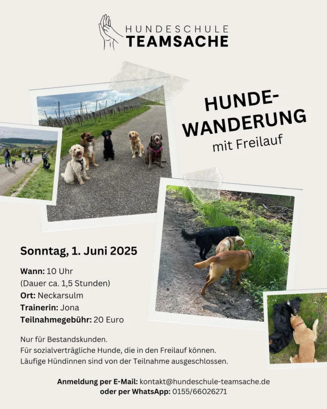 Am 1. Juni wird es bei Jona eine Hundewanderung mit Freilauf geben ☀️🐕

Wir werden dem Wetter angepasst in schattiger Umgebung eine gemeinsame Runde spazieren gehen mit der Möglichkeit, die Hunde in den entspannten Freilauf und Sozialkontakt zu lassen 😊🌿

Dieses Angebot ist nur für uns bekannte Mensch-Hund-Teams mit sozialverträglichen Hunden. Läufige Hündinnen sind von der Teilnahme ausgeschlossen.

Die Plätze sind begrenzt. Anmeldung ab sofort möglich ✨

Du bist dir unsicher, ob dieses Angebot für dich und deinen Hund passt? Melde dich einfach bei uns und wir finden es gemeinsam heraus 🤗

__________
#hundewanderung #freilauf #hundeschule #hundetraining #sozialkontakt #teamsache #heilbronn #neckarsulm #orientierung #socialwalk