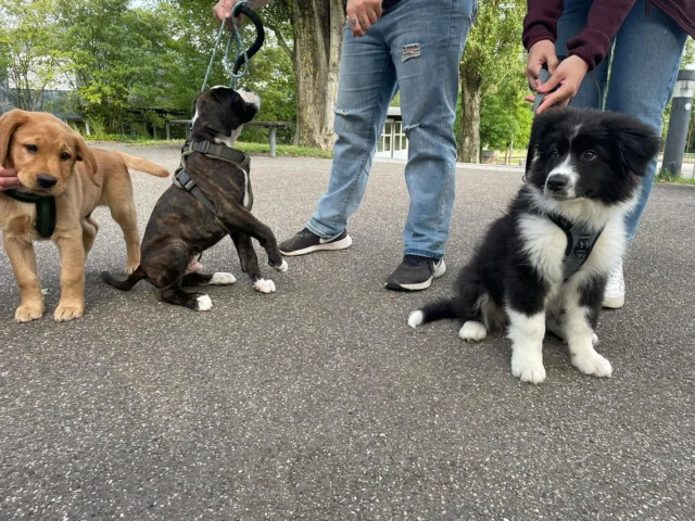 Gestern ist eine neue Welpengruppe bei Jona gestartet ✨ So viel Süßigkeit auf einem Fleck 🥰